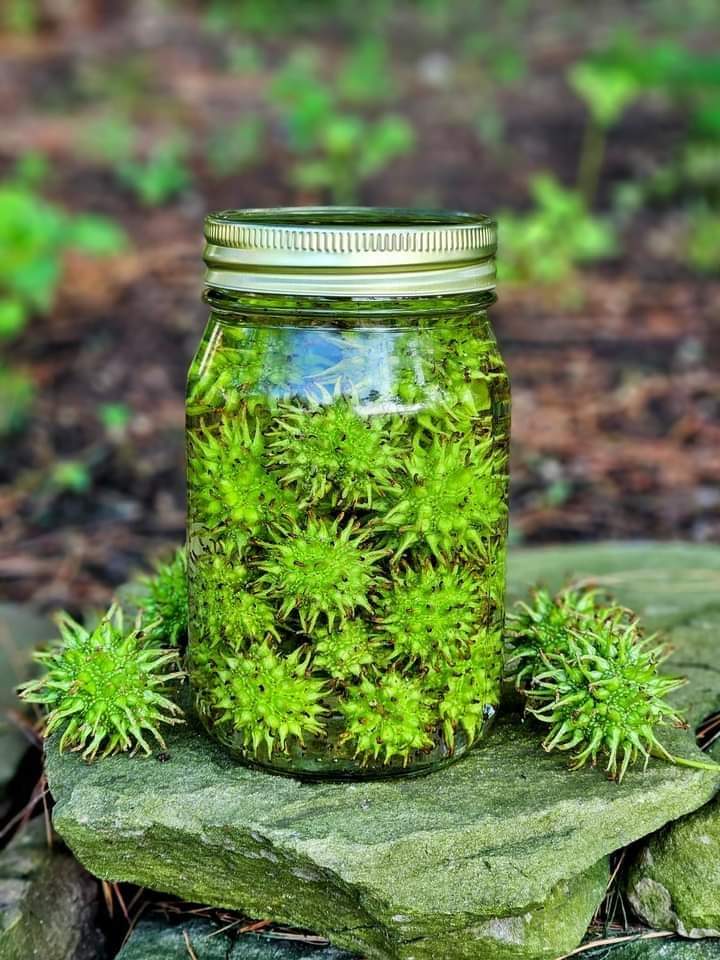 sweet gum ball tincture